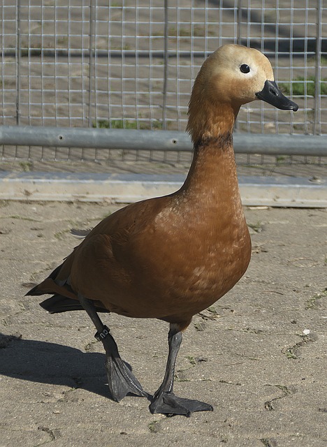 数滑翔伞爱
